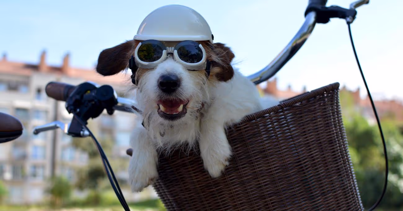 Best Bikes For Dogs