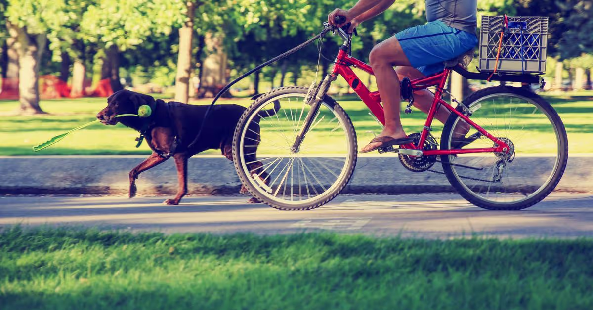 Best Bikes For Greenways